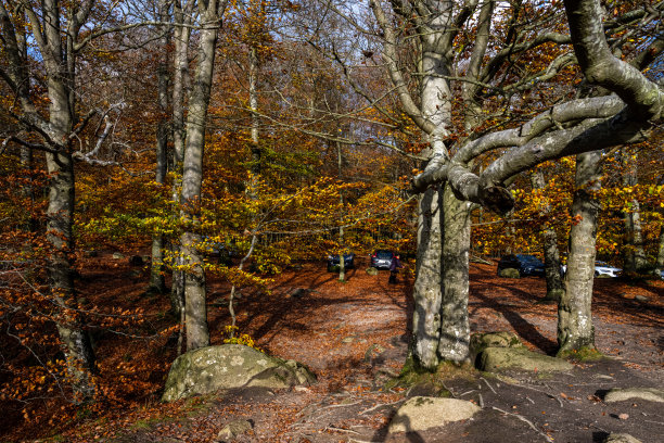 五彩缤纷的秋天森林的美丽景色。这张照片摄于瑞典南部的斯卡尼亚国家公园图片下载