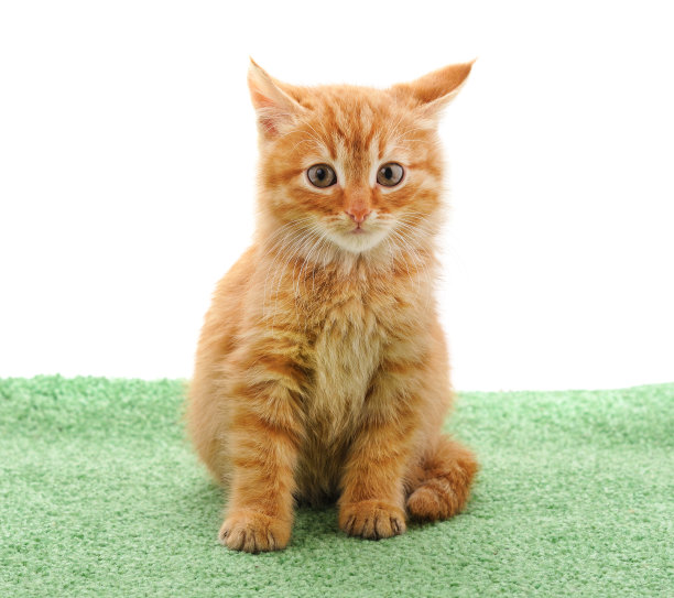 小红的小猫。图片下载