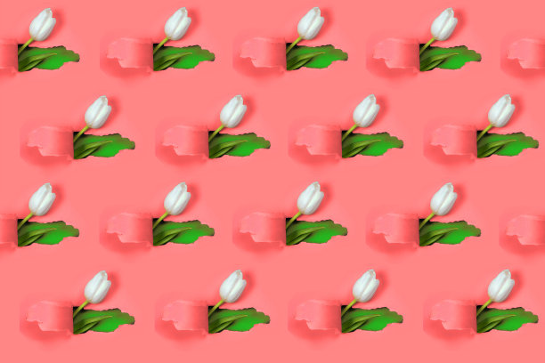 从红纸上的一个洞可以看到一朵白色郁金香。里面显示了一片蓝色和一片绿色的叶子图片下载