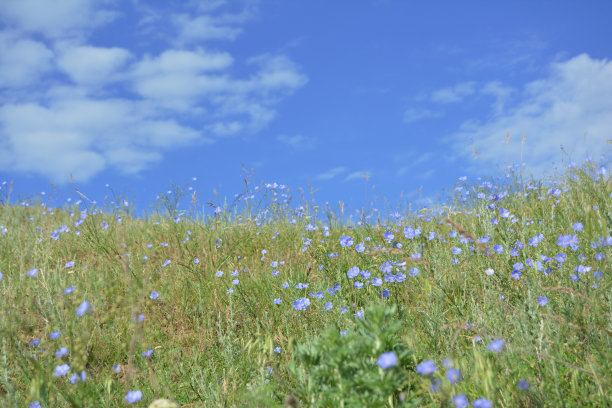 开花的亚麻和蓝天图片下载