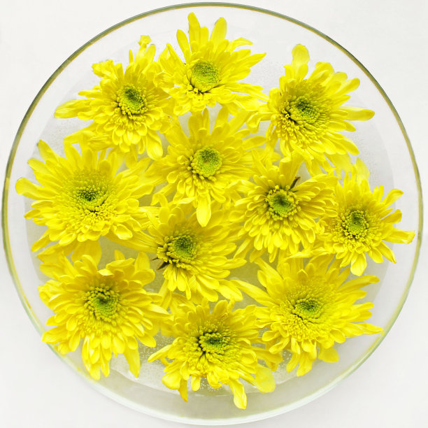 黄色的菊花漂浮在一个圆形的盘子里，背景很亮图片下载