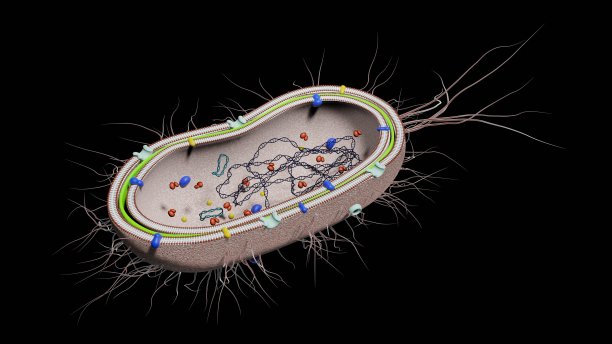 G -细菌图片下载