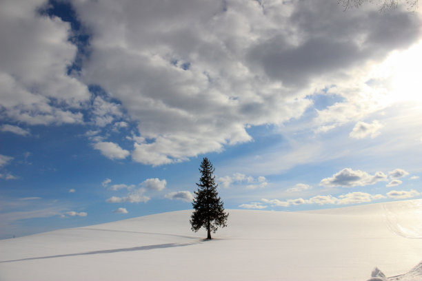 黄昏时分，松树屹立在白雪覆盖的小山上图片下载