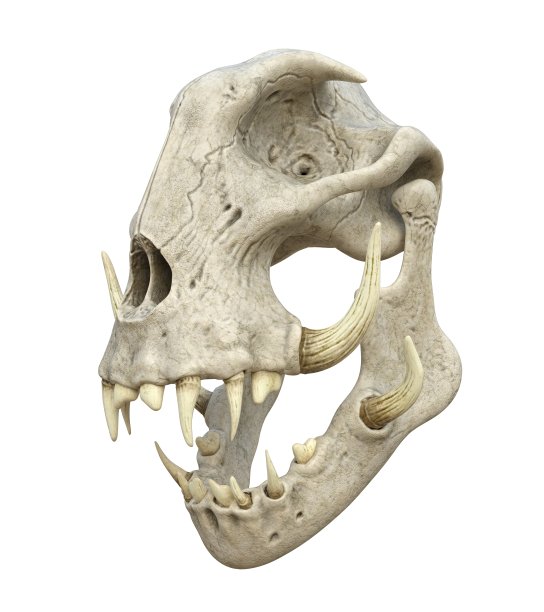 怪物头骨孤立在白色背景的3d插图图片下载