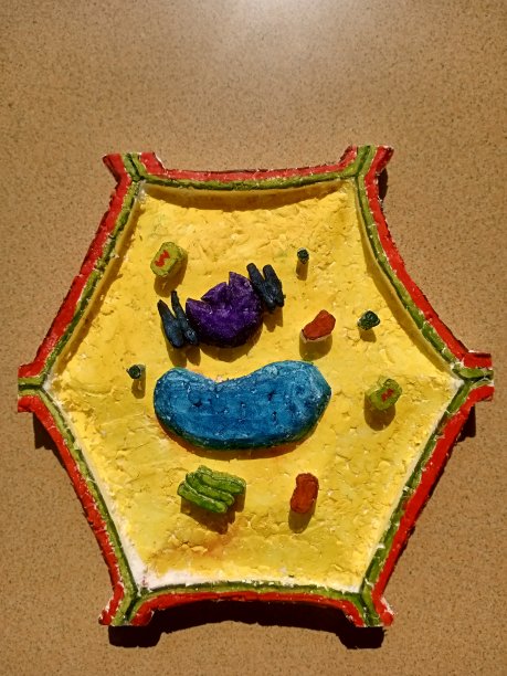 动物细胞复制图片下载