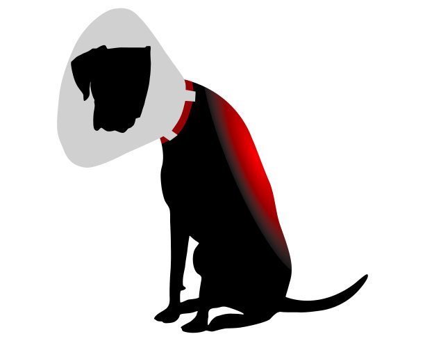 有伊丽莎白式项圈，背部疼痛的狗图片下载