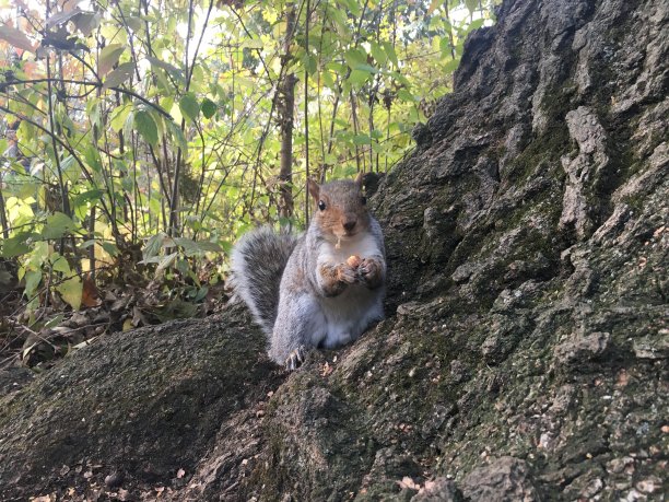11月在纽约曼哈顿中央公园的松鼠。图片下载