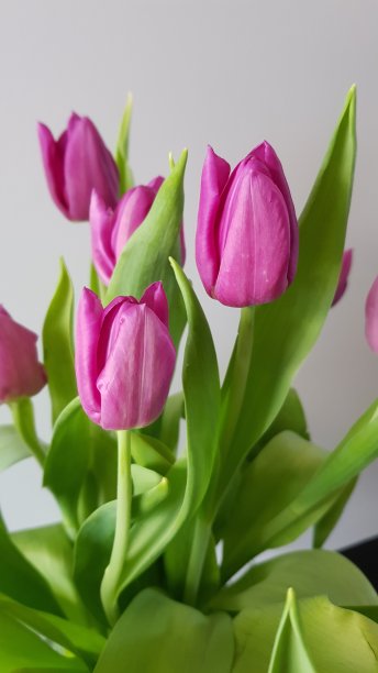 来自荷兰的粉色紫色郁金香图片下载