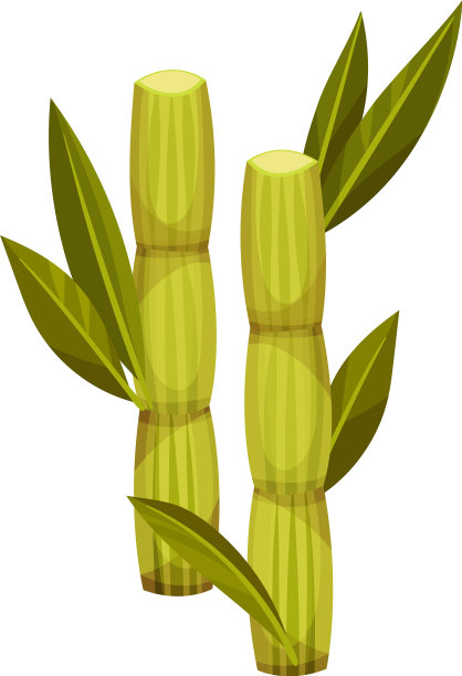 甘蔗作为农业作物用于提取图片下载