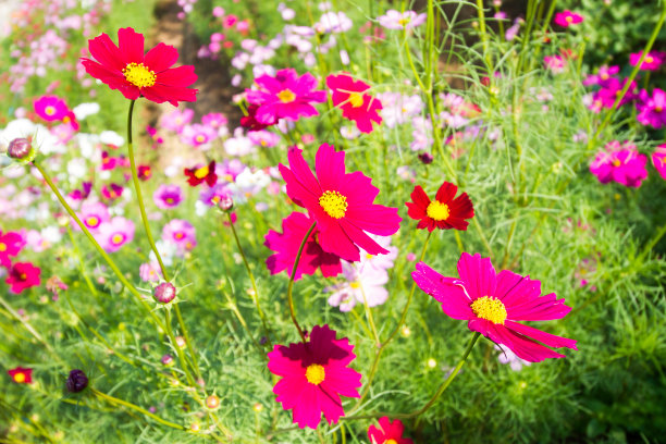 墨西哥Aster花图片下载