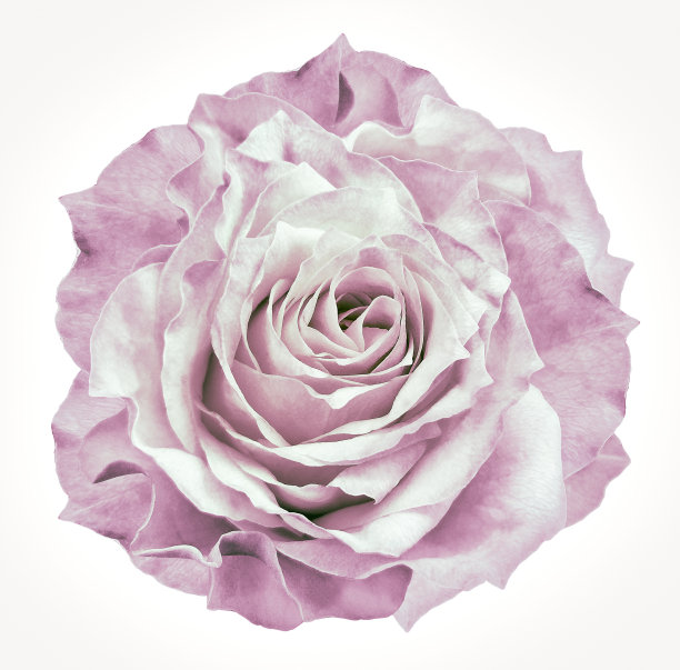 玫瑰白粉色花在白色孤立的背景与修剪路径。特写镜头。为设计。大自然。图片下载