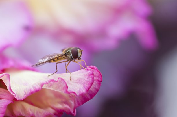 果酱食蚜蝇图片下载