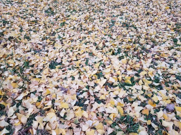 黄色的银杏叶落在绿草上图片下载