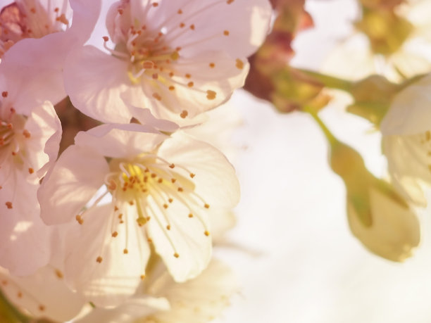 可爱的樱花，春天的花旗。樱花盛开。春天的背景。副本的空间。图片下载