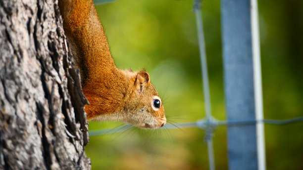 树干上的红松鼠盯着近景图片下载