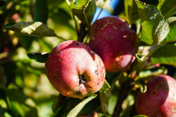 苹果瘟疫图片下载
