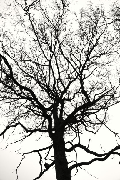 秋天的树，现在的叶子是黑色和白色的剪影图片下载