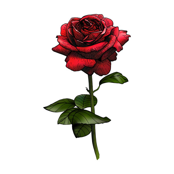 美丽的红玫瑰花矢量插图。花开花植物孤立的背景。设计贺卡、婚礼请柬、生日请柬、情人节请柬、母亲节请柬图片下载