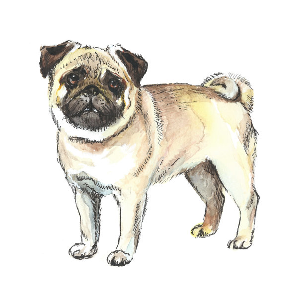 孤立画的可爱的哈巴狗站直。有趣的宠物小狗水彩素描。图片下载