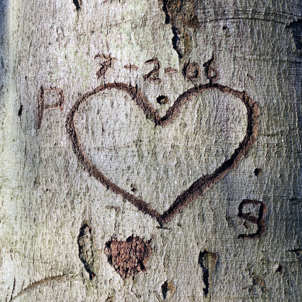 一颗刻在老树上的心图片下载