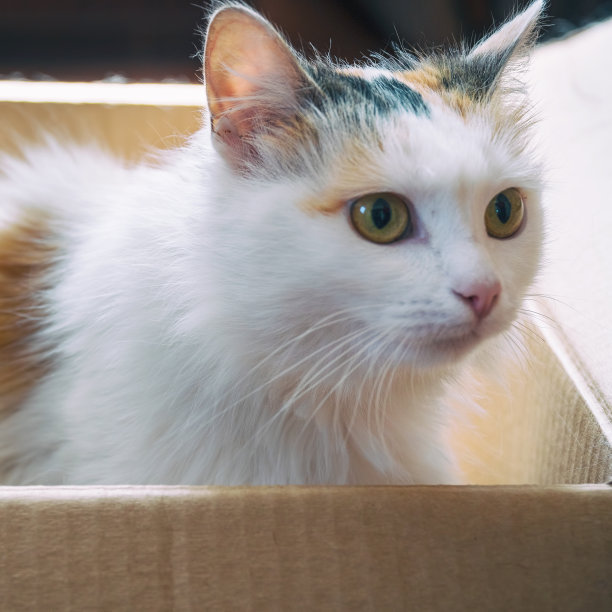 白色和红色的猫坐在一个纸板箱里图片下载