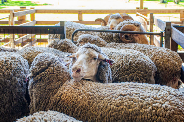 绵羊等待农场表演图片下载