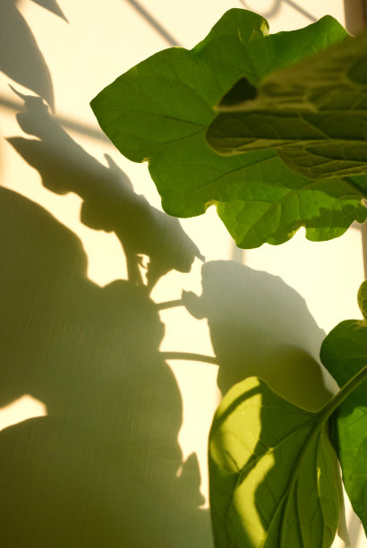 模糊的视图，光和阴影的概念。抽象的阴影背景，自然植物叶子落在墙壁纹理的背景和墙纸。图片下载