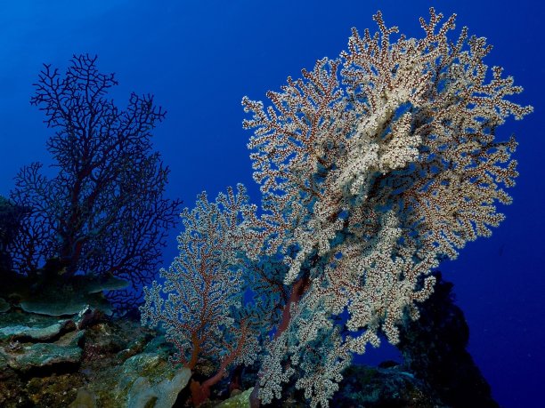 海洋生物泻湖本体图片下载