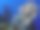 海洋生物泻湖本体图片下载