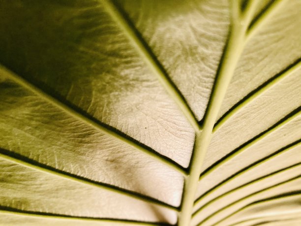 绿色的叶子图片下载