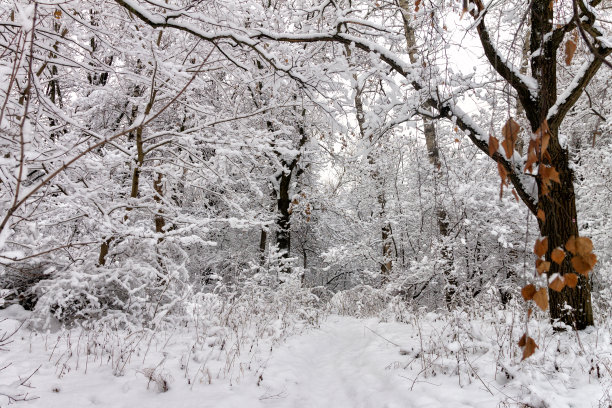 白雪覆盖的公园,森林。图片下载
