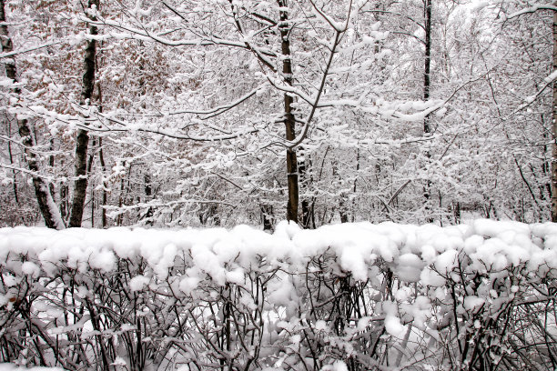 白雪覆盖的公园,森林。图片下载