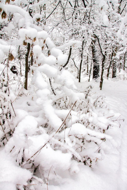 白雪覆盖的公园,森林。图片下载