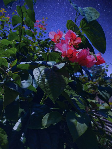 美丽的花朵图片下载