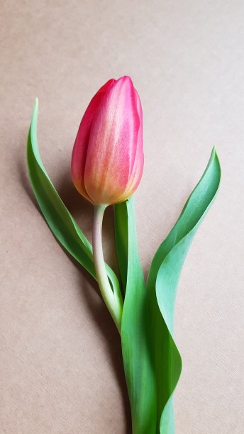 荷兰的红色郁金香图片下载