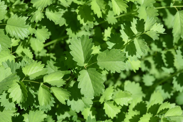 地榆,小图片下载