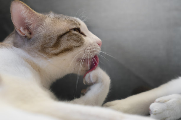 猫通过舔爪子来清洁爪子。图片下载