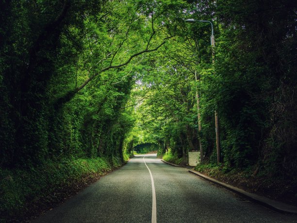 农村森林道路图片下载