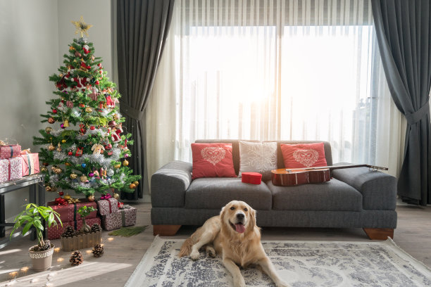 金毛猎犬坐在地板上，旁边是装饰好的杉树和圣诞礼物。图片下载