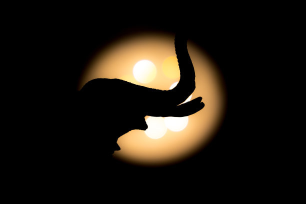 大象在黑暗中面对光明图片下载