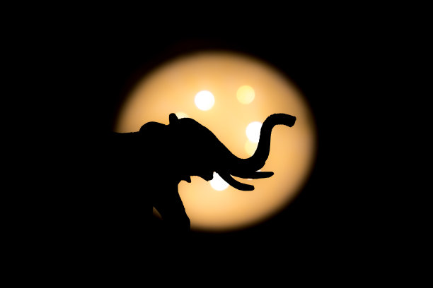 大象侧视图拍摄图片下载