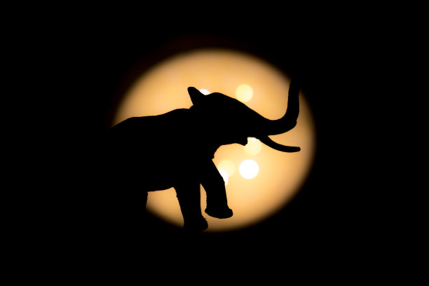 用强光拍摄大象身体侧面图片下载