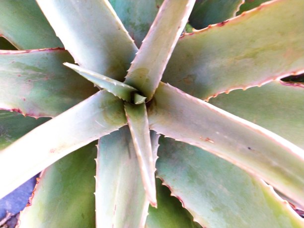 芦荟近距离图片下载