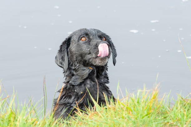 黑色拉布拉多图片下载