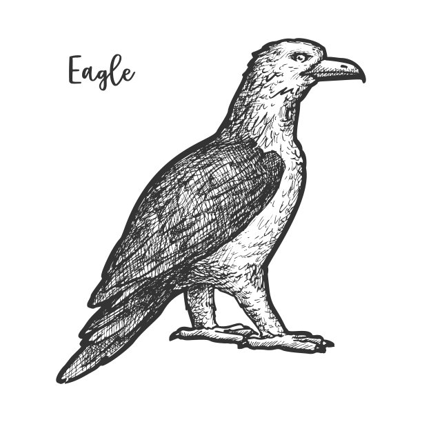 鹰素描或手绘鸟标志图片下载