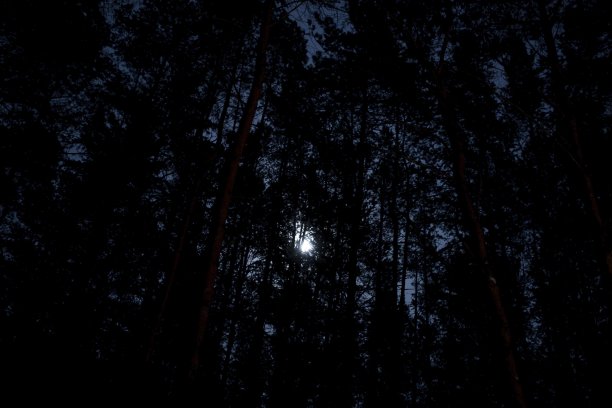 白桦树和冷杉树的树干被汽车的车头灯照亮，背景是夜空和图片下载