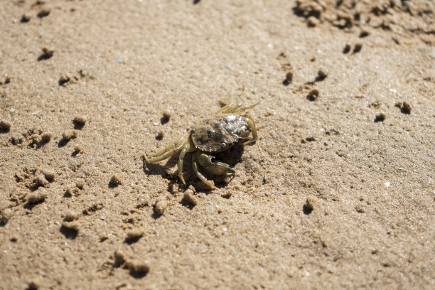 蟹在太阳图片下载