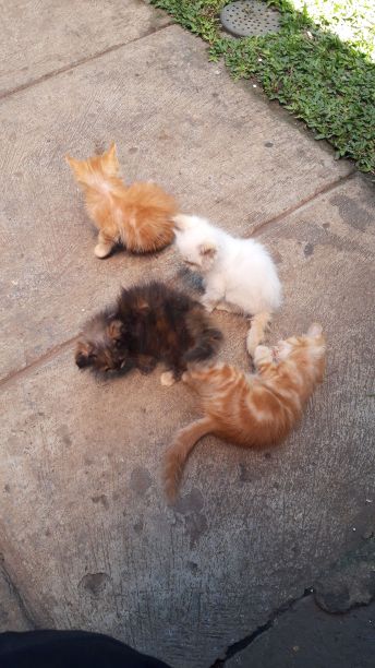 猫的家庭图片下载