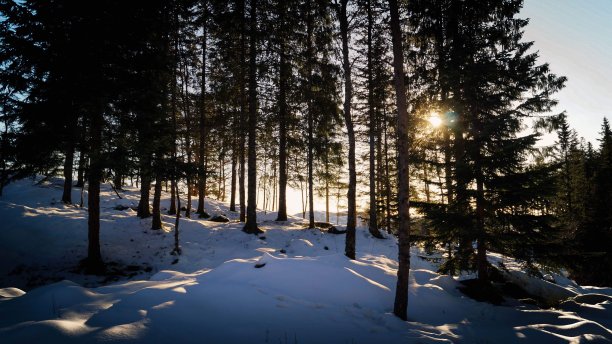 下雪的森林图片下载