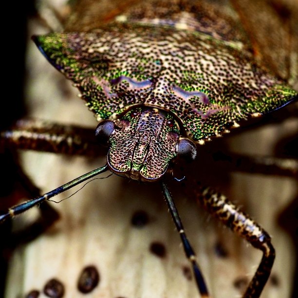 屏蔽错误图片下载